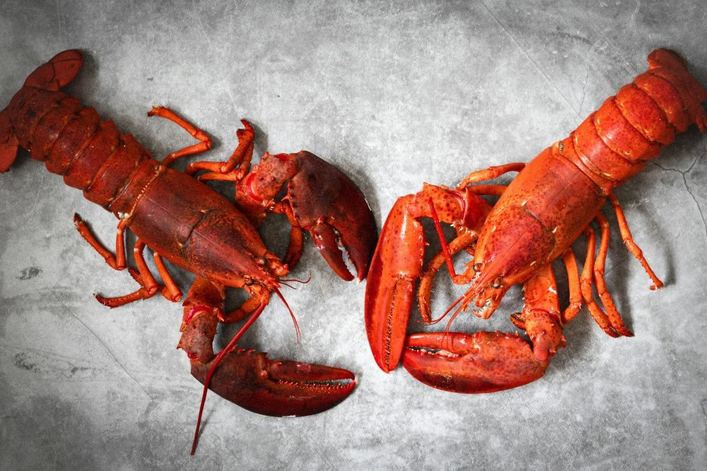 A phot of two lobsters on ice.